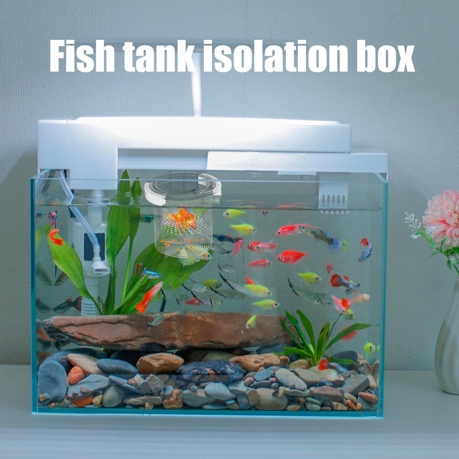 Scatola galleggiante per allev - Aquarium Fish Betta recensione e prezzo