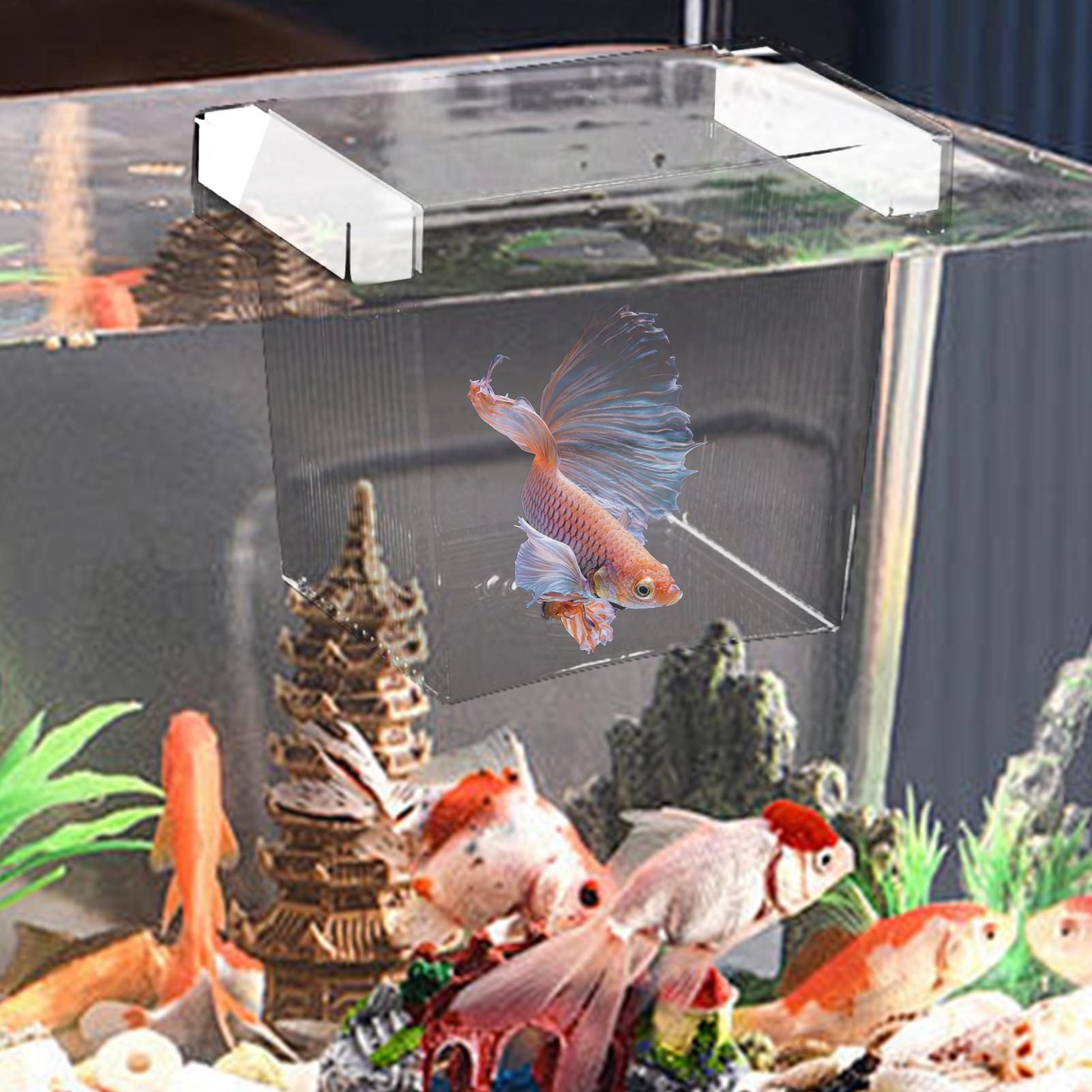 Scatola galleggiante per allev - Aquarium Fish Betta recensione e prezzo