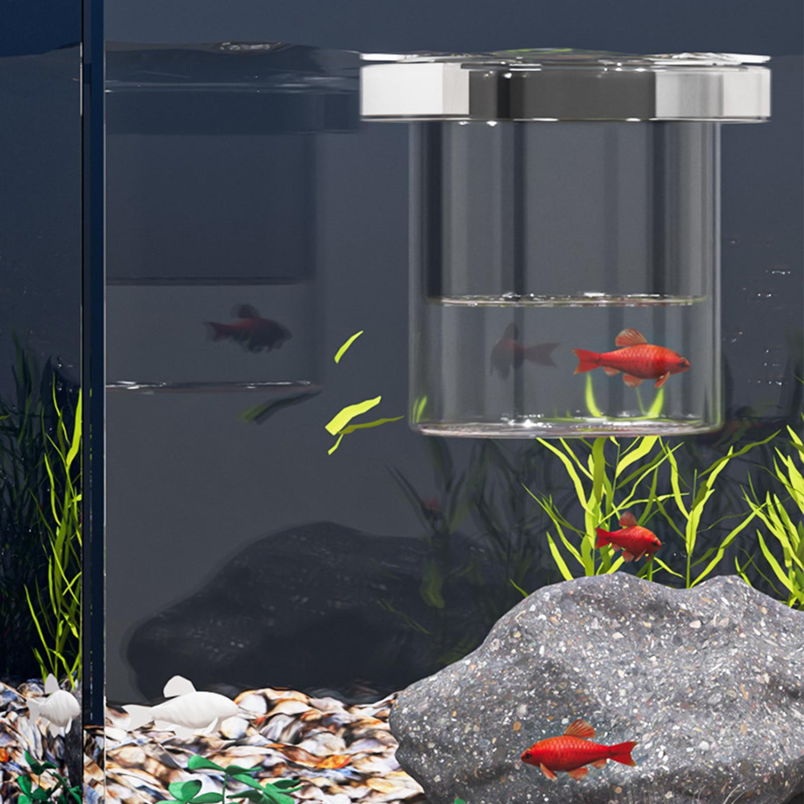 Scatola galleggiante per allev - Aquarium Fish Betta recensione e prezzo