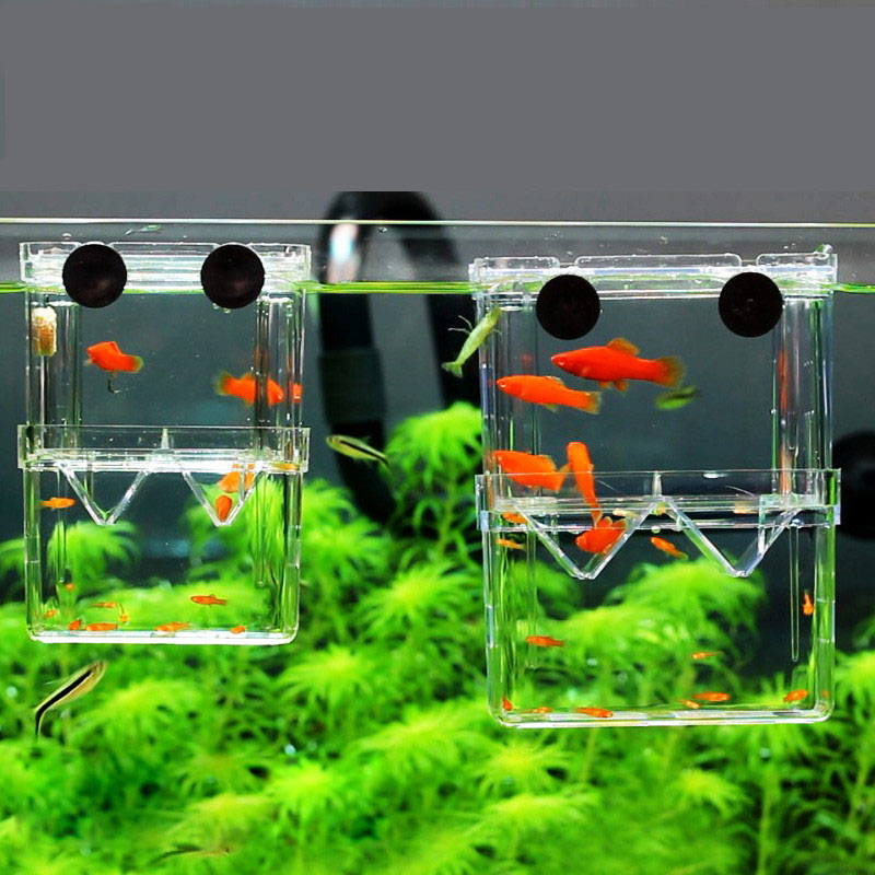 Scatola di isolamento per alle - Aquarium Fish Betta recensione e prezzo