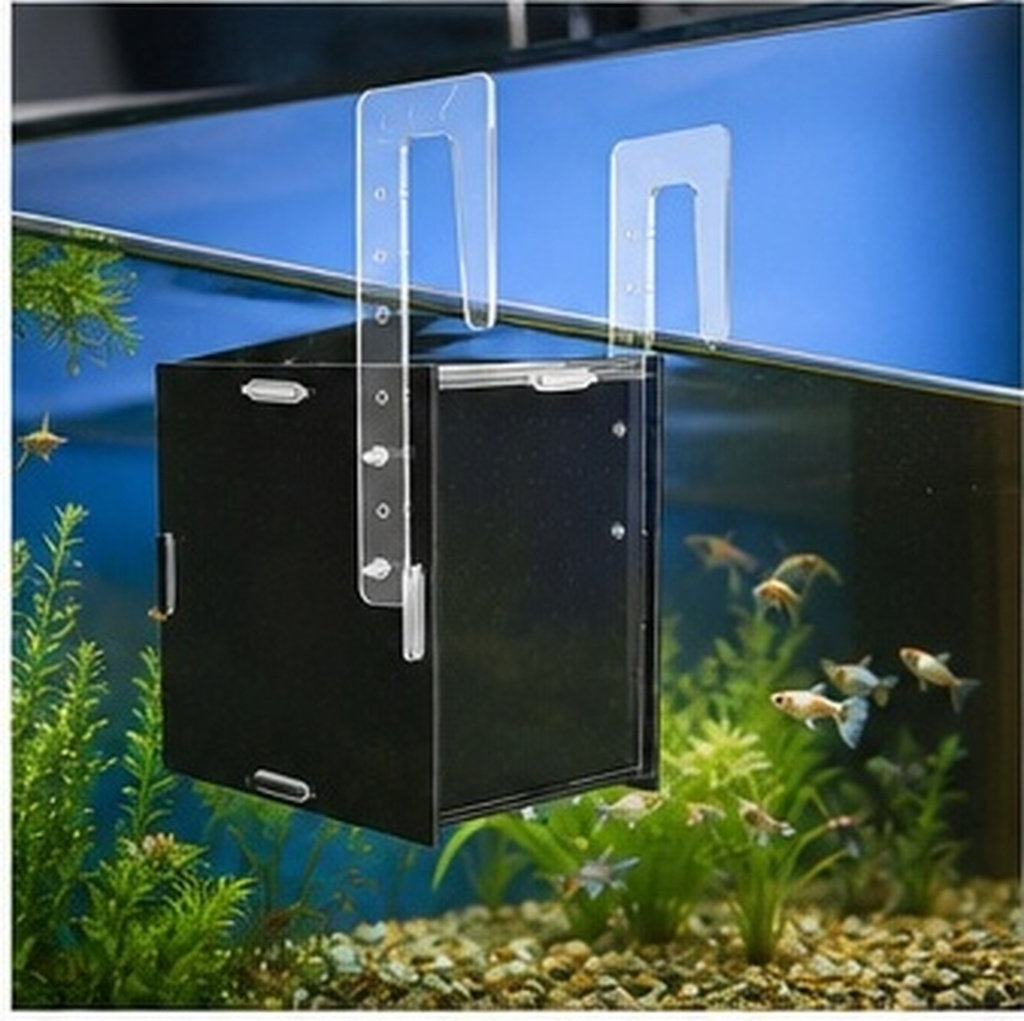 Scatola di isolamento per l'al - Aquarium Fish Betta recensione e prezzo